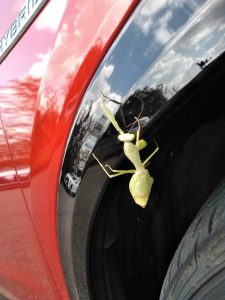 うぎょ～～～マイカーにカマキリ！！